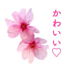 [LINEスタンプ] サクラサク♡さくら♡桜♡の画像（メイン）