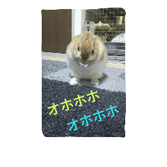 [LINEスタンプ] rabbit talk