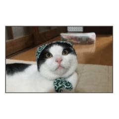 [LINEスタンプ] かつお