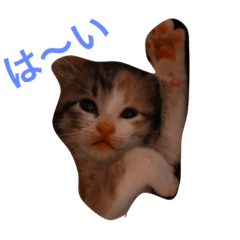 [LINEスタンプ] 茶トラと三毛猫