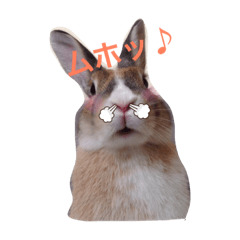 [LINEスタンプ] うさぎのちゃちゃ丸