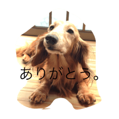[LINEスタンプ] ちょこ輪くん