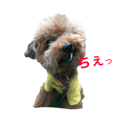 [LINEスタンプ] トイプードルジルの 使えるお返事 パート3