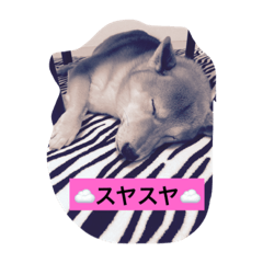 [LINEスタンプ] 柴(*☻-☻*)