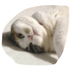 [LINEスタンプ] おはよぉ猫さん