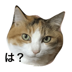 [LINEスタンプ] みこけ