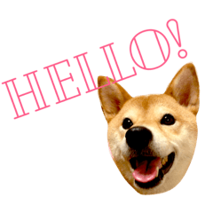 [LINEスタンプ] 柴犬 かわいいまめちゃん