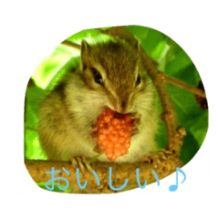 [LINEスタンプ] シマリス
