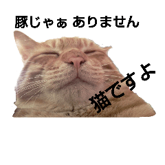 [LINEスタンプ] にゃんこふぁいぶ