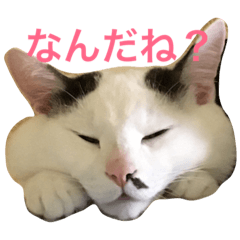 [LINEスタンプ] にゃんズ