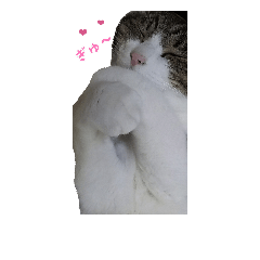 [LINEスタンプ] 猫スタンプ(たいちゃん2)