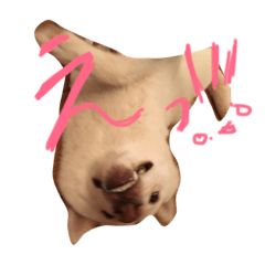 [LINEスタンプ] 白柴犬白1
