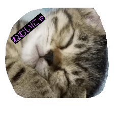 [LINEスタンプ] my.cat.