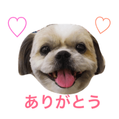[LINEスタンプ] 愛犬ひめのスタンプ