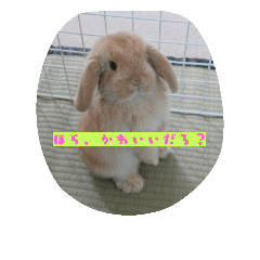 [LINEスタンプ] 毛玉ーずのいろいろすたんぷ