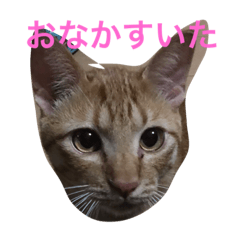 [LINEスタンプ] 我が家のにゃんこスタンプ