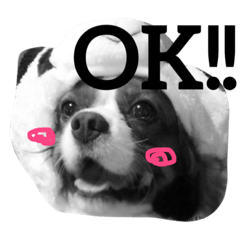 [LINEスタンプ] キャバリア 犬