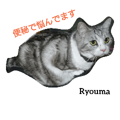 [LINEスタンプ] 猫三兄妹(龍馬猫くん)