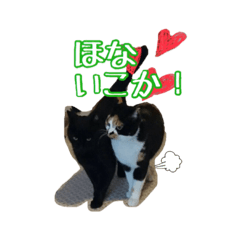 [LINEスタンプ] 大阪・さくら猫