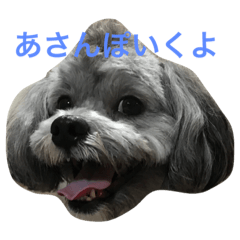 [LINEスタンプ] 愛犬シープー殿