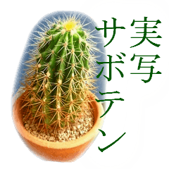 [LINEスタンプ] 実写サボテン