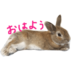 [LINEスタンプ] あぽろ⑴