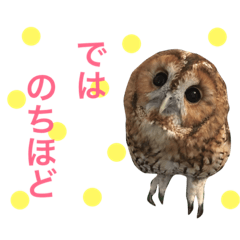 [LINEスタンプ] ふくろうの、りおさん。