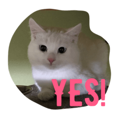 [LINEスタンプ] らぶらぶなふたり
