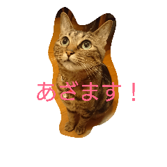 [LINEスタンプ] チャロという猫の日常 ver.3