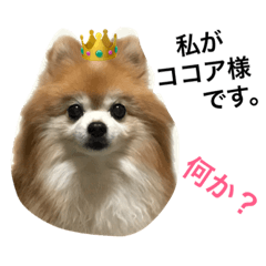 [LINEスタンプ] ポメラニアン・ココア様スタンプ