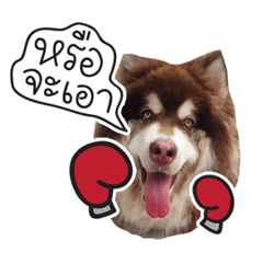 [LINEスタンプ] One Face Fuku