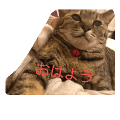 [LINEスタンプ] 猫のちゃっぴ