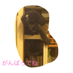 [LINEスタンプ] ショコラの1日。