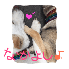 [LINEスタンプ] どたばたシェパ日記Ⅱ