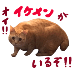 [LINEスタンプ] むぎセット。たまにもぐ