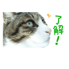 [LINEスタンプ] 猫スタンプ(たいちゃん3)