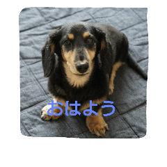 [LINEスタンプ] ミニチュアダックスフンド、チョコです2