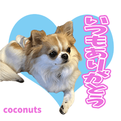 [LINEスタンプ] I♡coconuts