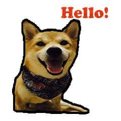 [LINEスタンプ] Chai dog SUN