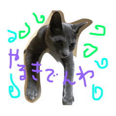 [LINEスタンプ] 猫大好きスタンプ