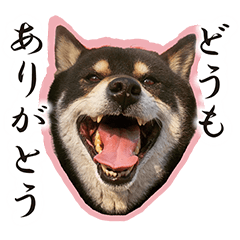 [LINEスタンプ] 黒柴ししまる