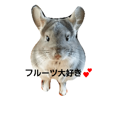 [LINEスタンプ] かわいいチンチラ