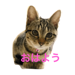 [LINEスタンプ] ふーちゃんとぺーたろーのご挨拶