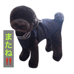 [LINEスタンプ] 仲良しジジとモコ