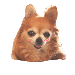 [LINEスタンプ] かわいい愛犬