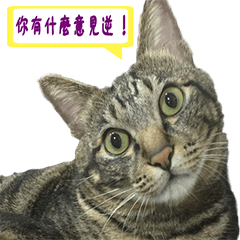 [LINEスタンプ] Nine cats +2
