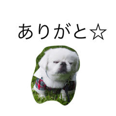 [LINEスタンプ] ぺちたろうさん