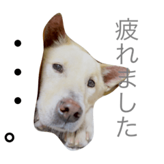 [LINEスタンプ] 愛犬はじめ