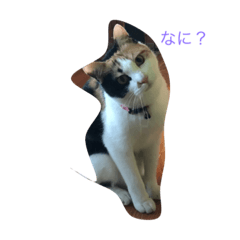 [LINEスタンプ] 私ネコ ひとりごと