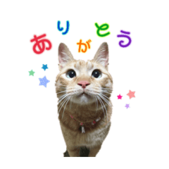 [LINEスタンプ] 紅葉と雨の猫スタンプ